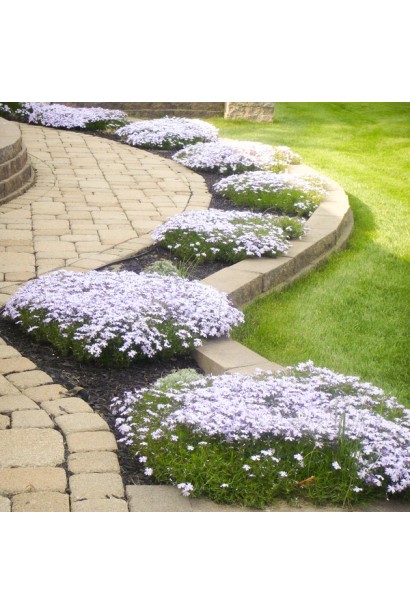 Phlox subulata Alba (white)